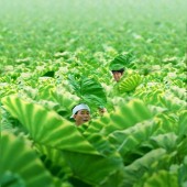 Mùa hè thơ mộng cùng loạt phim điện ảnh Nhật đáng xem